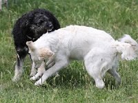 Puppys van Bliss040622-0089